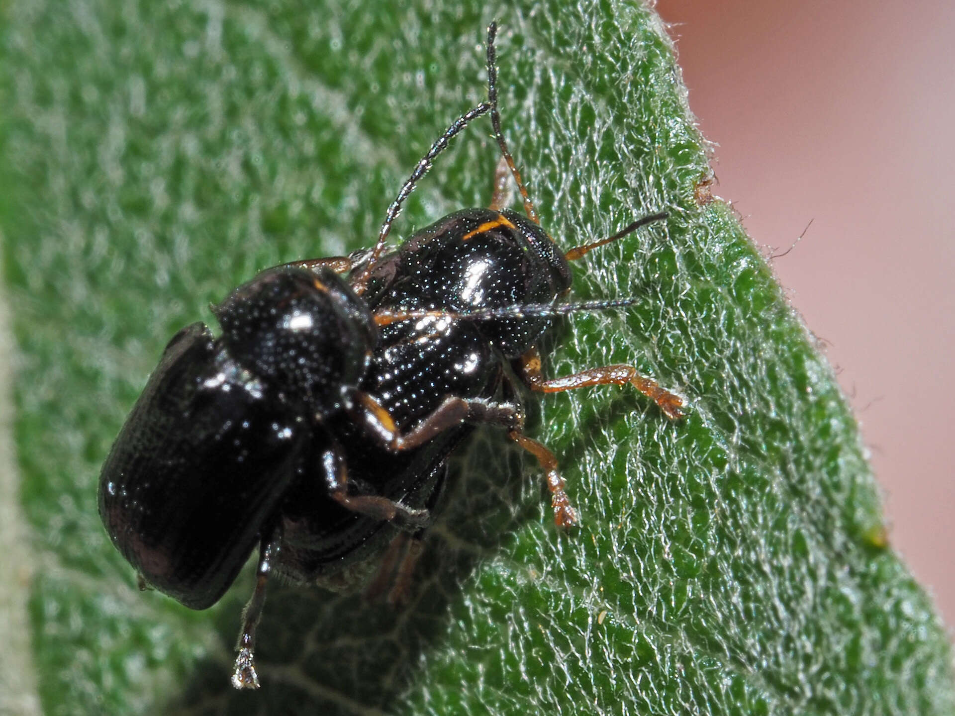 Sivun <i>Cryptocephalus decemmaculatus</i> kuva