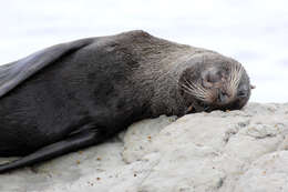 Image of Antipodean Fur Seal