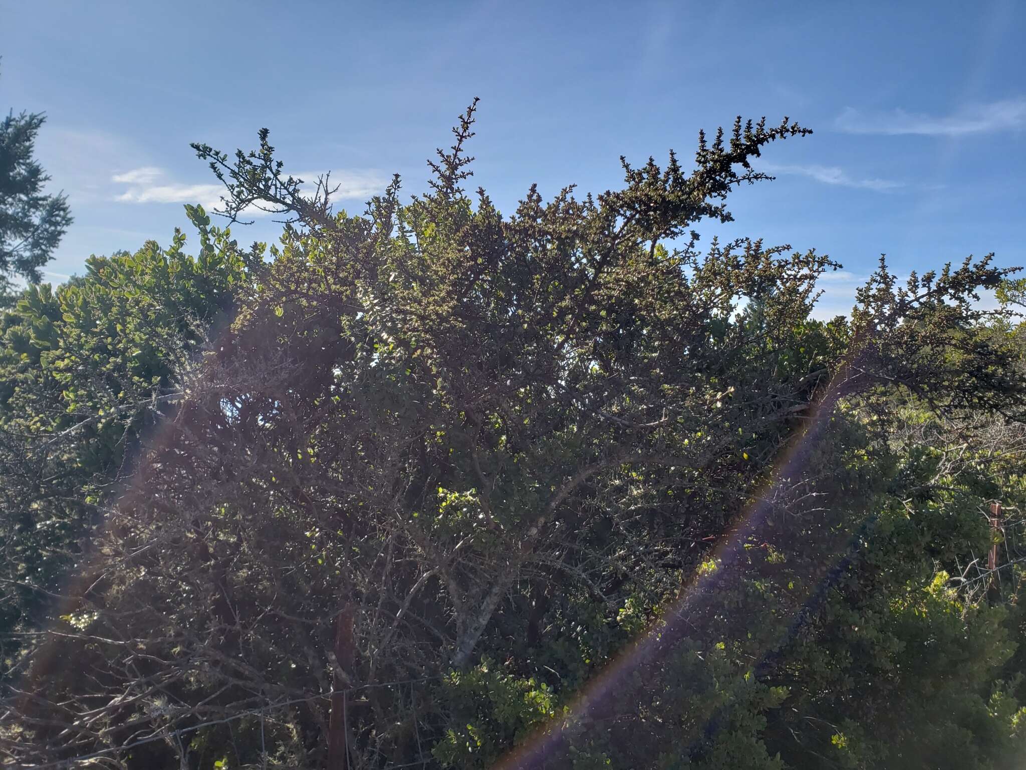 Image of Mason's ceanothus