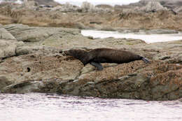 Image of Antipodean Fur Seal