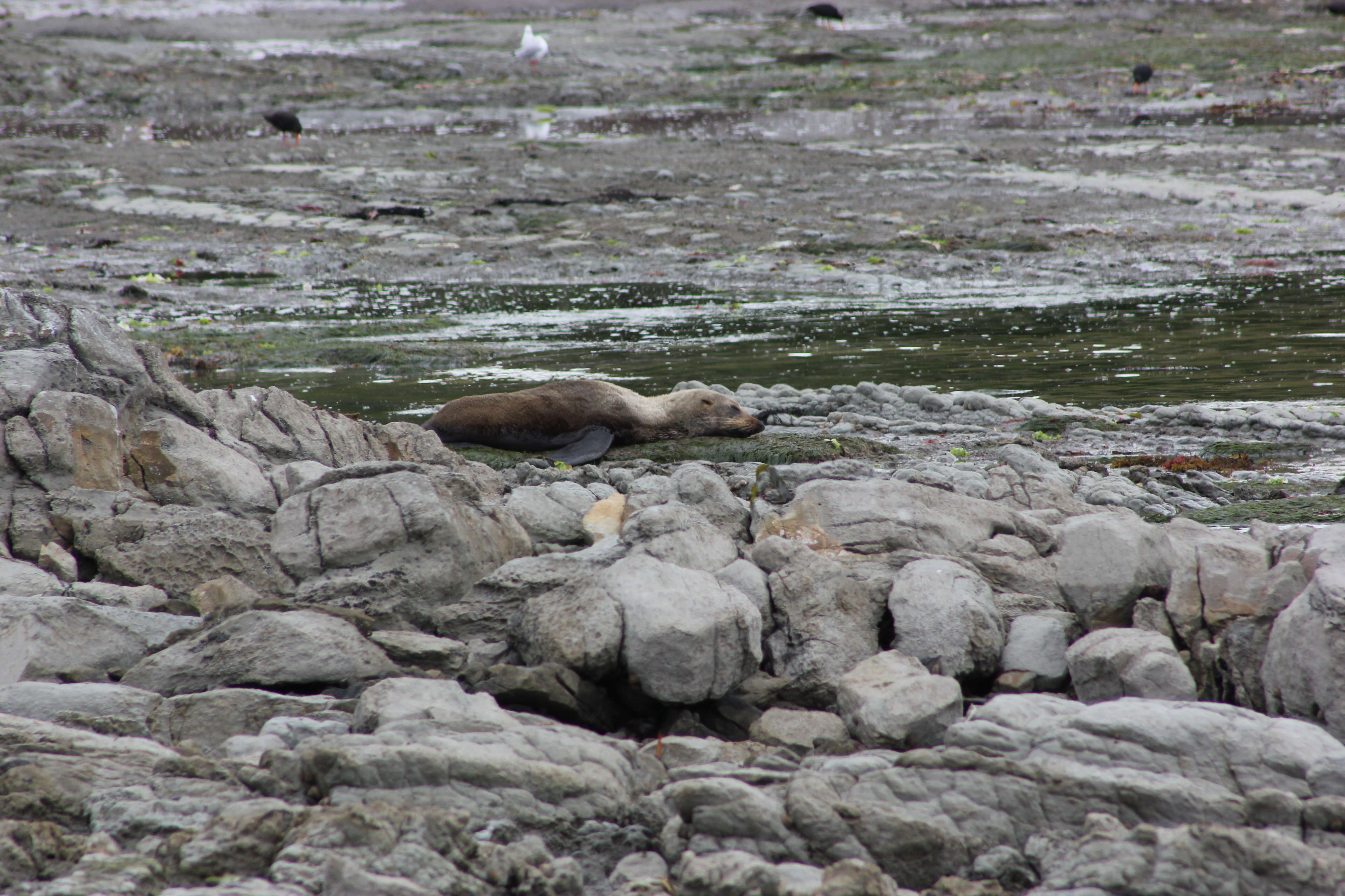 Image of Antipodean Fur Seal