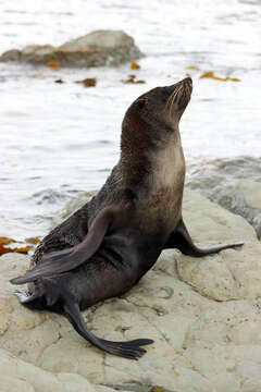 Image of Antipodean Fur Seal