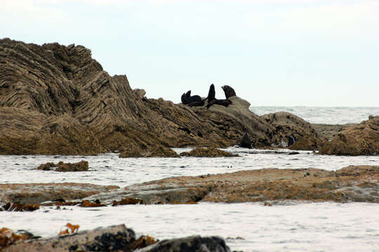 Image of Antipodean Fur Seal