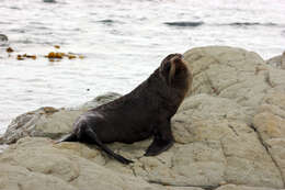 Image of Antipodean Fur Seal