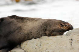 Image of Antipodean Fur Seal