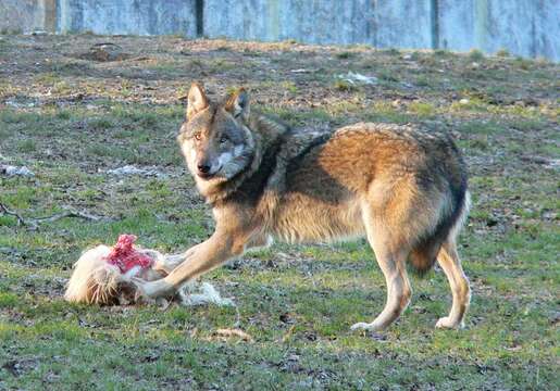 Imagem de Canis lupus lupus Linnaeus 1758