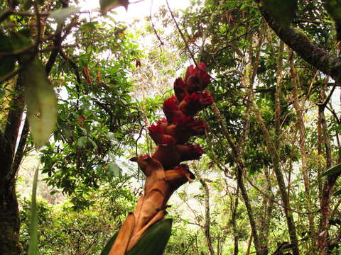 Image de Cipuropsis capituligera