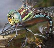 Image of Canada Darner