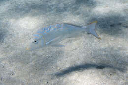 Lethrinus nebulosus (Forsskål 1775) resmi