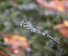 Image of Canada Darner