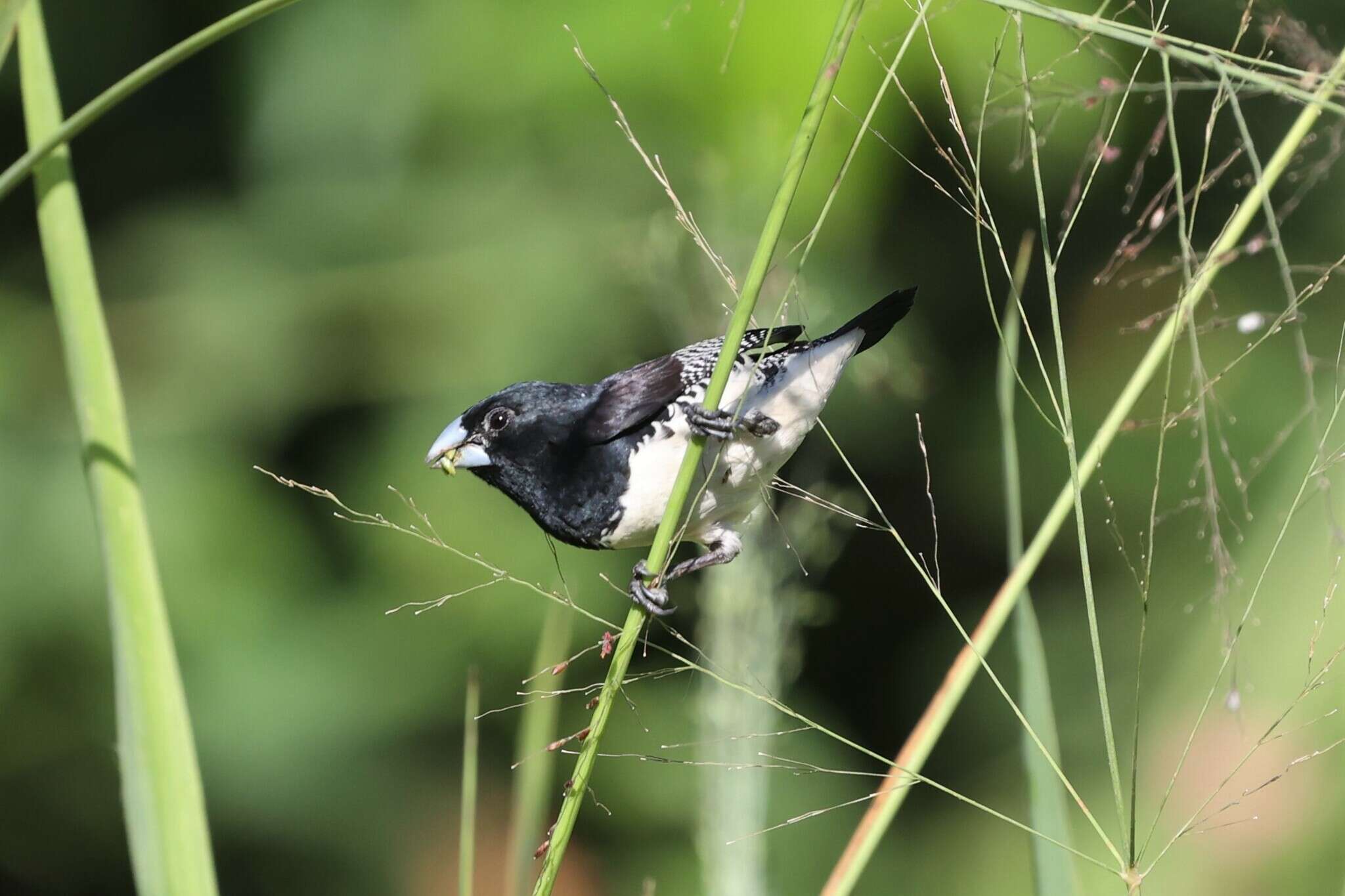 Image de Spermestes bicolor poensis (Fraser 1843)