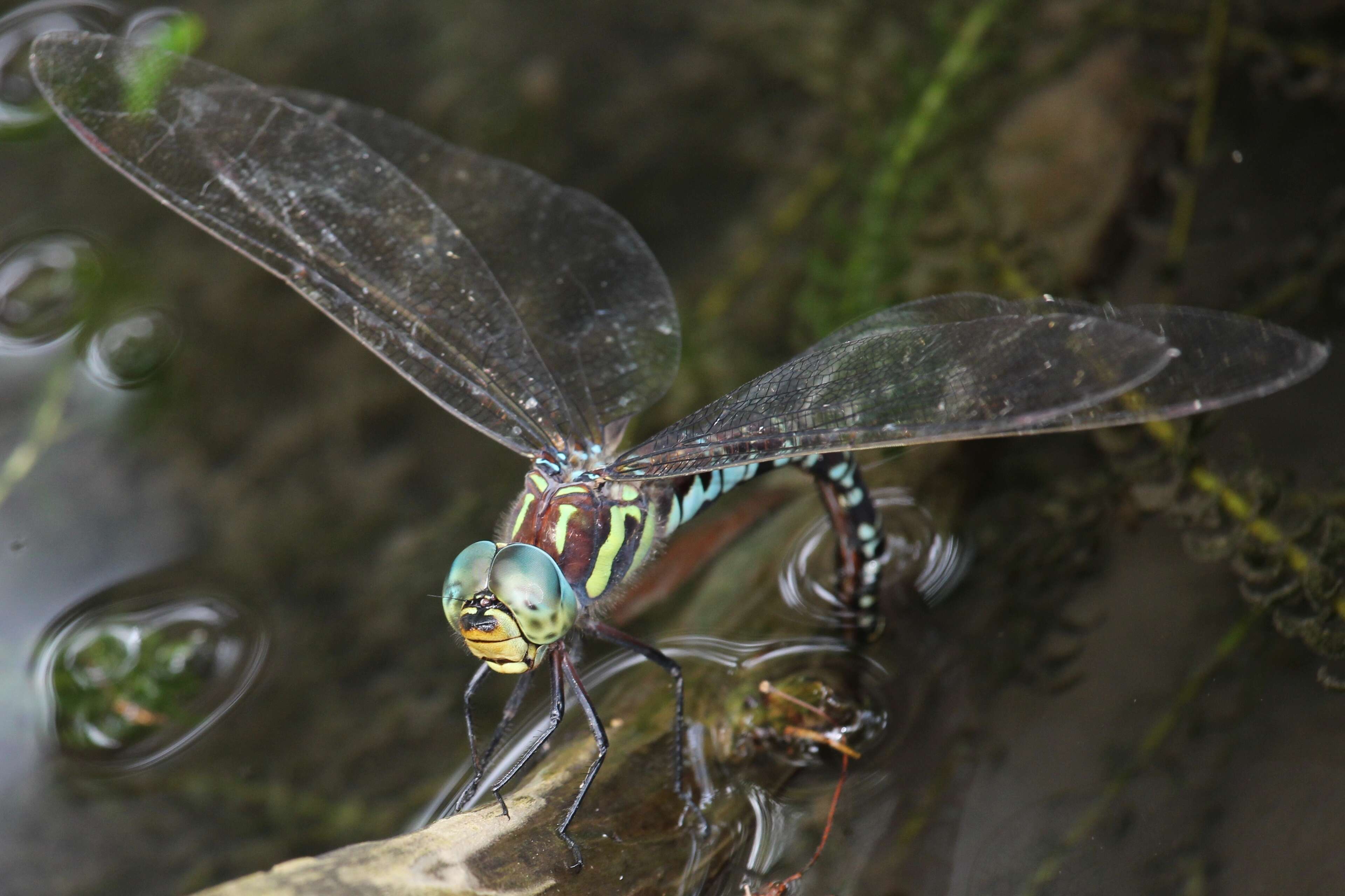 Image of Canada Darner