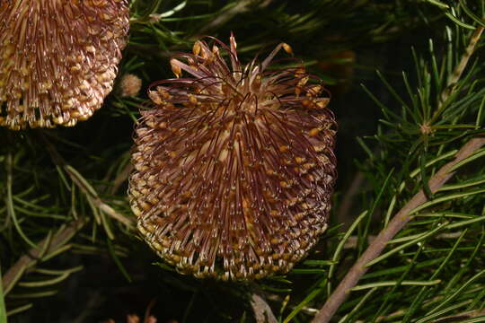 Imagem de Banksia telmatiaea A. S. George