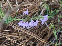 Image of aromatic false pennyroyal