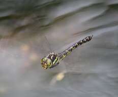 Image of Canada Darner