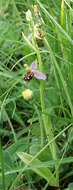 Image of Bee orchid