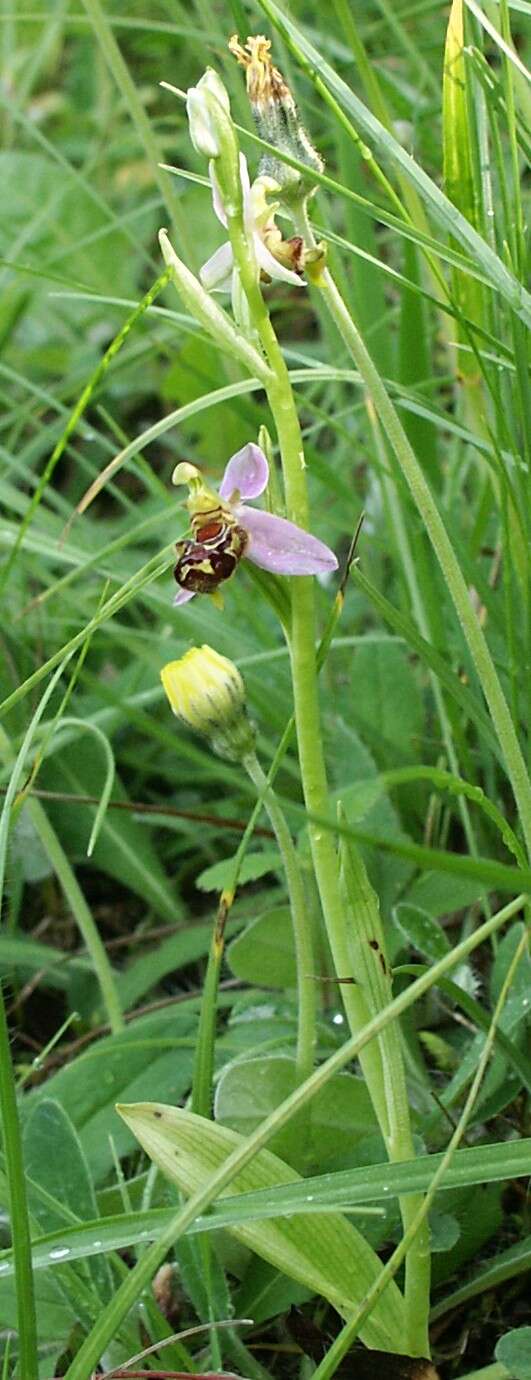 Image of Bee orchid