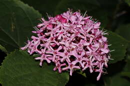 Imagem de Clerodendrum bungei Steud.