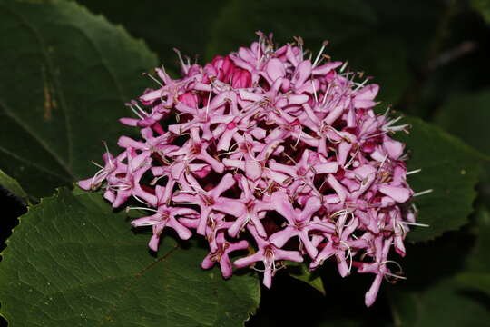 Image of rose glorybower