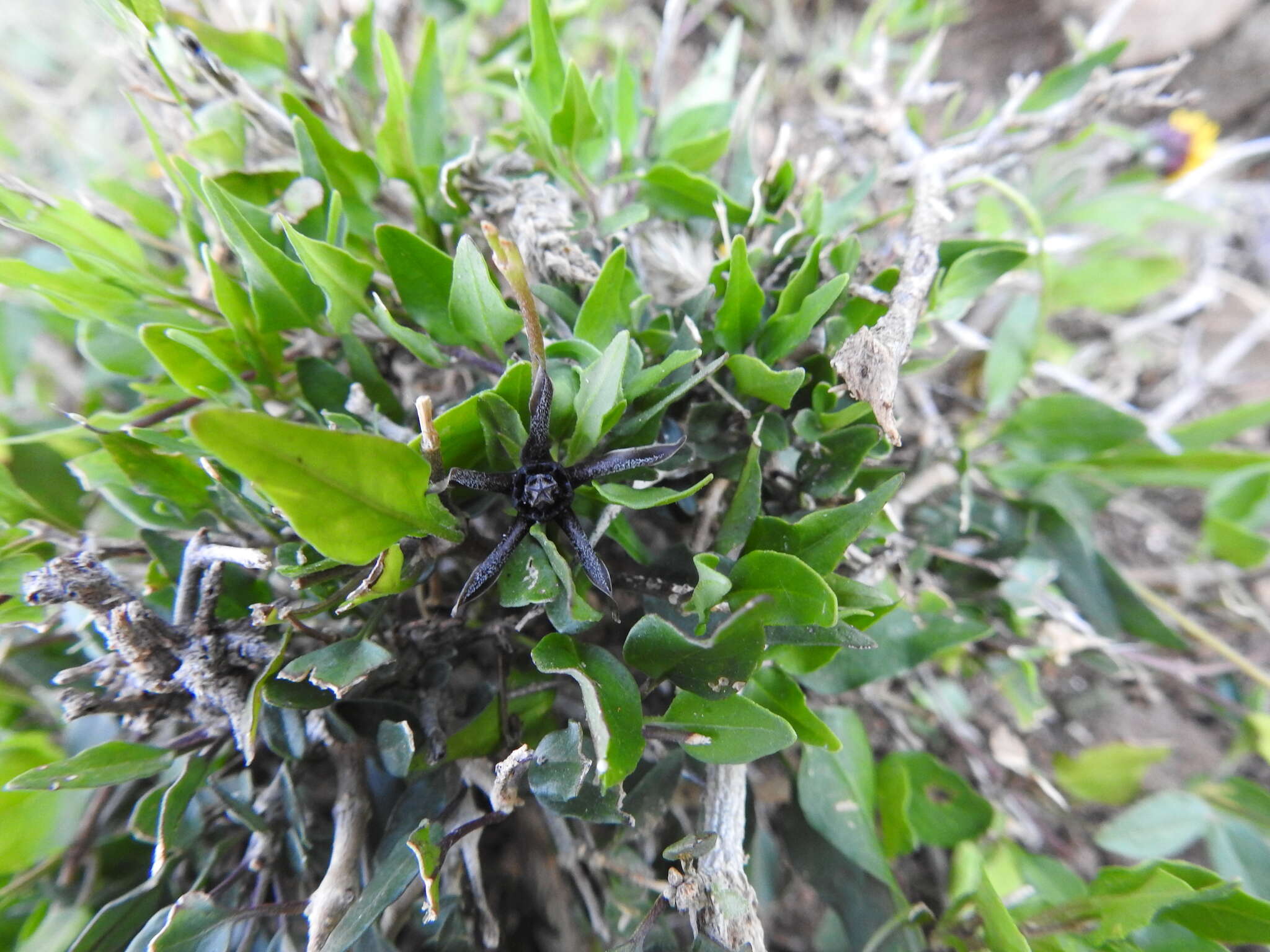 Image of Matelea trachyantha (Greenman) W. D. Stevens