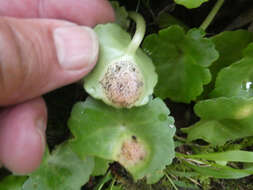 Image of Puccinia umbilici Guépin 1830