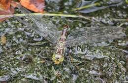 Image of Canada Darner