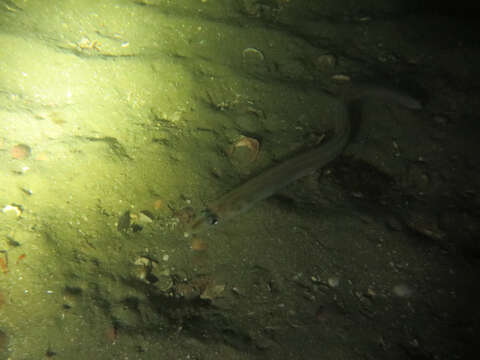 Image of Little conger eel