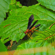 Image of Tmetogaster nubilipennis (Haldeman 1846)