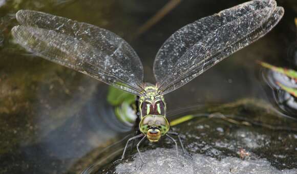 Image of Canada Darner