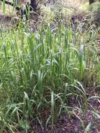 Plancia ëd Echinochloa muricata (P. Beauv.) Fernald