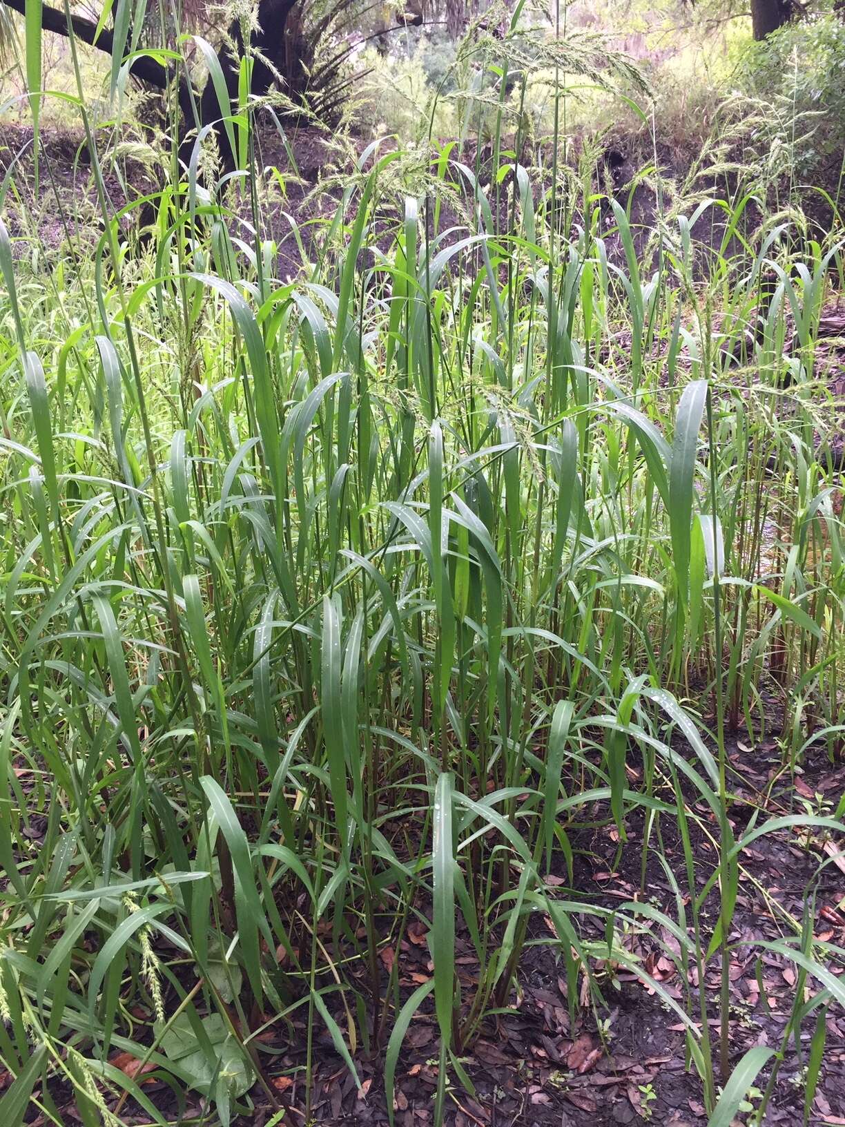 Plancia ëd Echinochloa muricata (P. Beauv.) Fernald