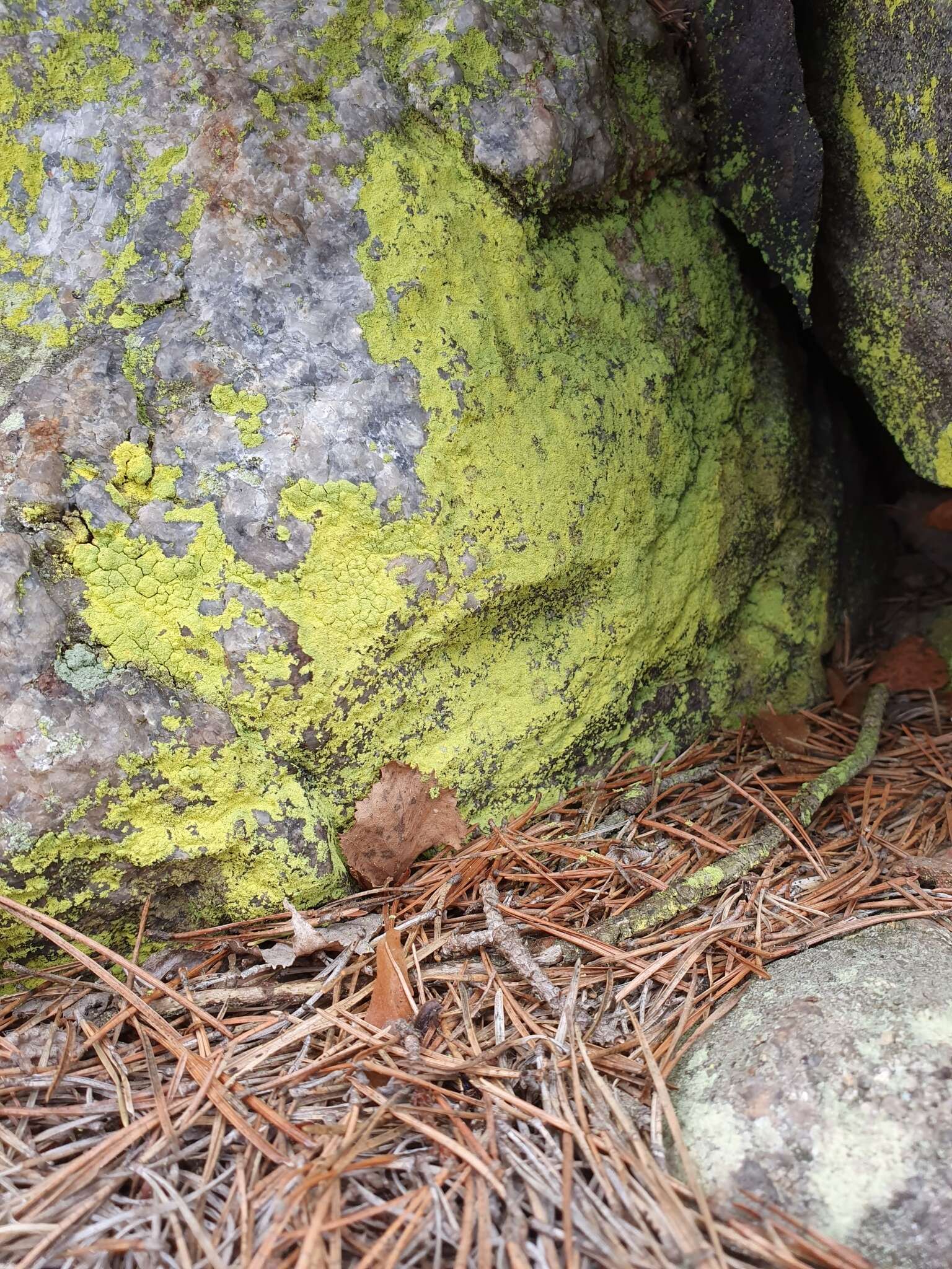 Image of dust lichen