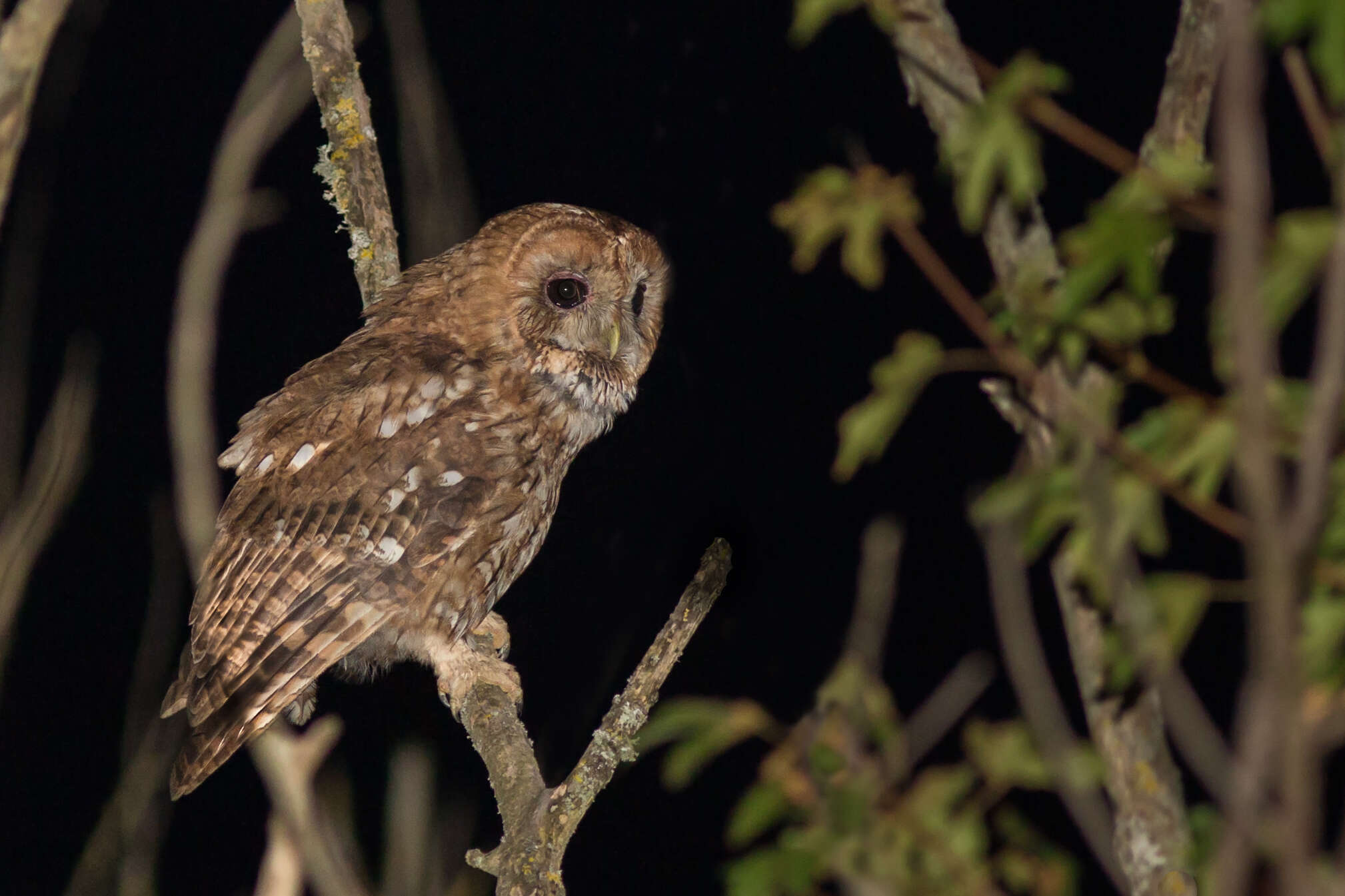 Image of Tawny Owl