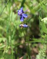 Image of slim larkspur