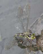 Image of Canada Darner