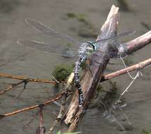 Image of Canada Darner