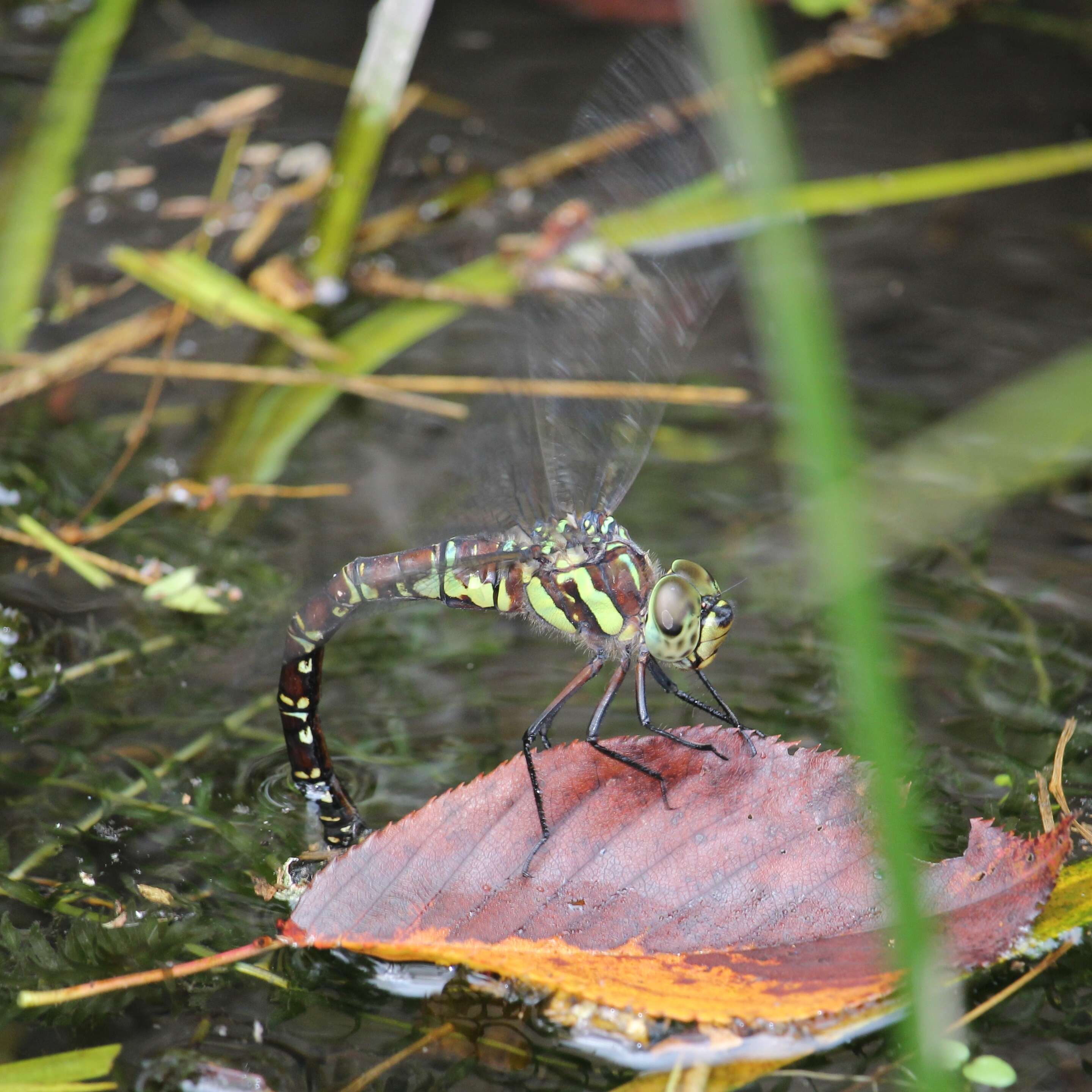 Image of Canada Darner