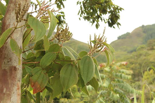 Слика од Miconia aeruginosa Naud.