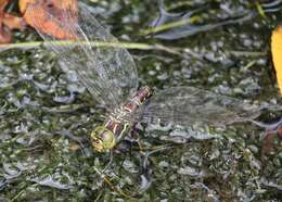 Image of Canada Darner