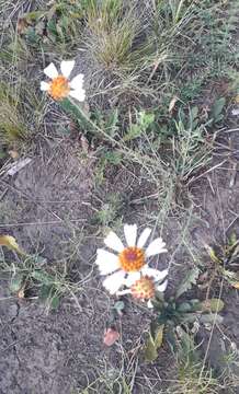 Image of Helenium radiatum (Less.) M. W. Bierner