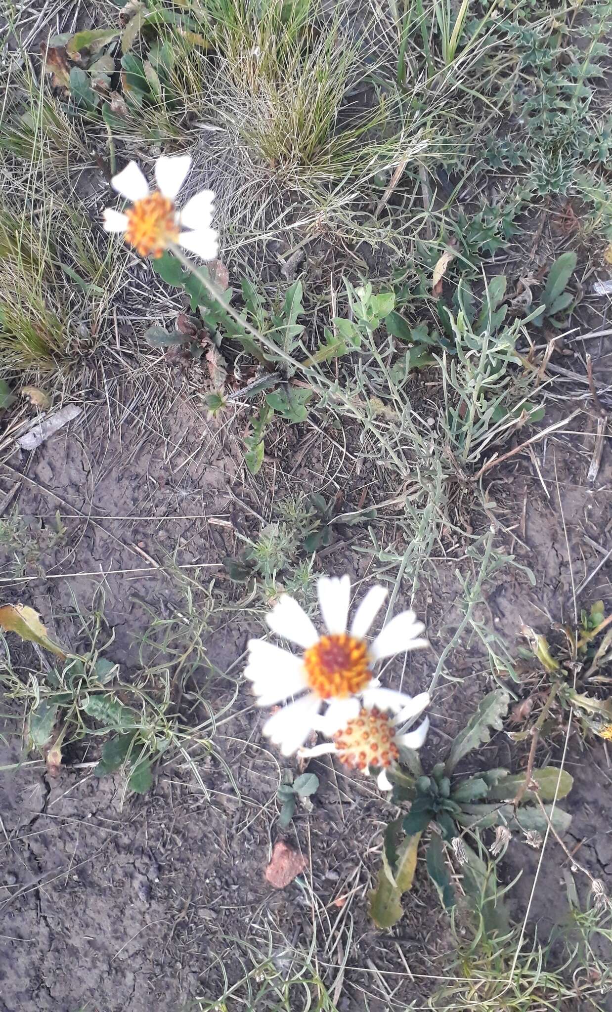 Image de Helenium radiatum (Less.) M. W. Bierner