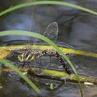 Image of Canada Darner