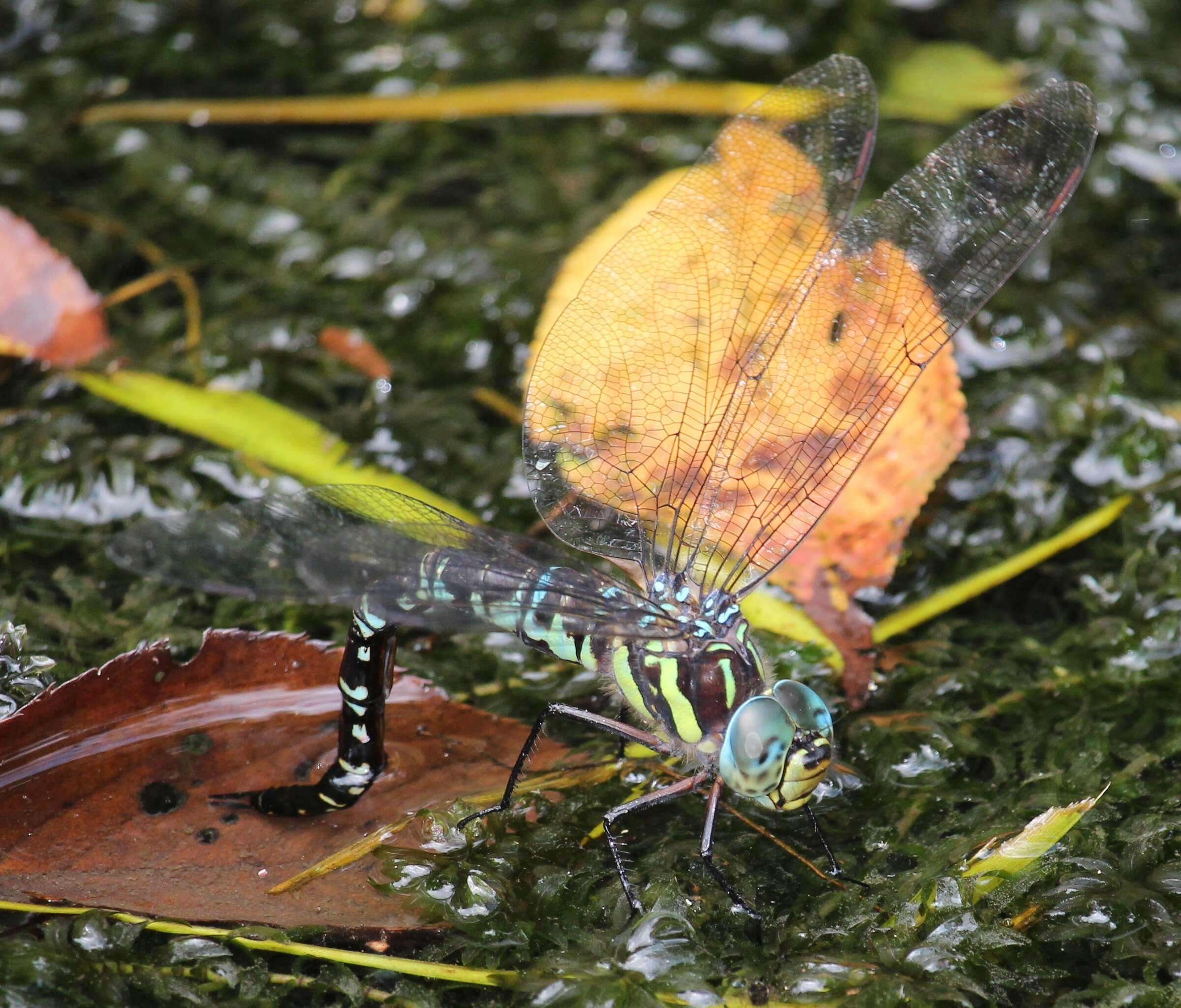 Image of Canada Darner