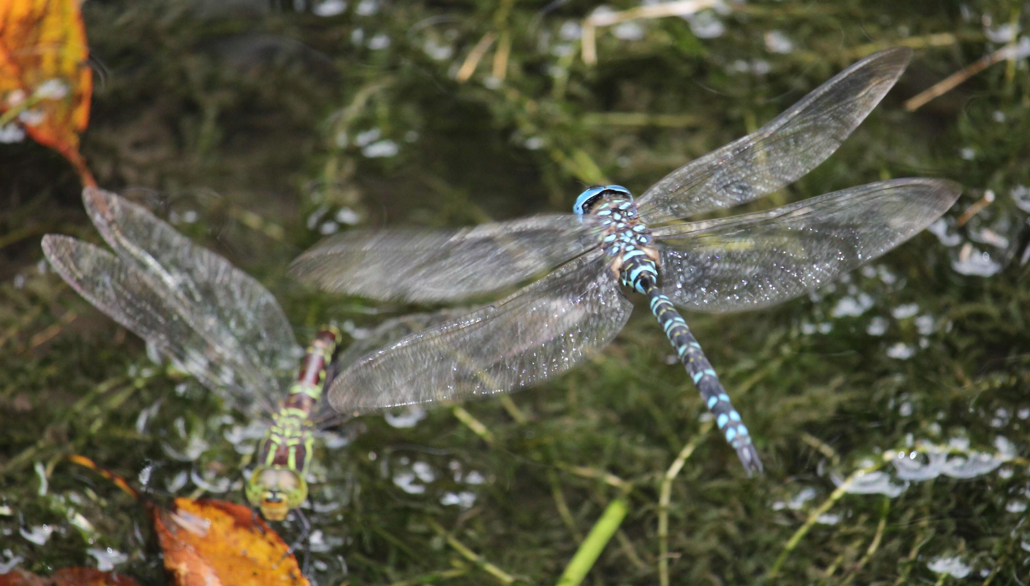 Image of Canada Darner