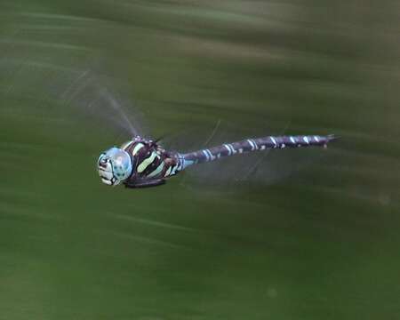 Image of Canada Darner