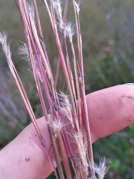 Imagem de Andropogon arctatus Chapm.