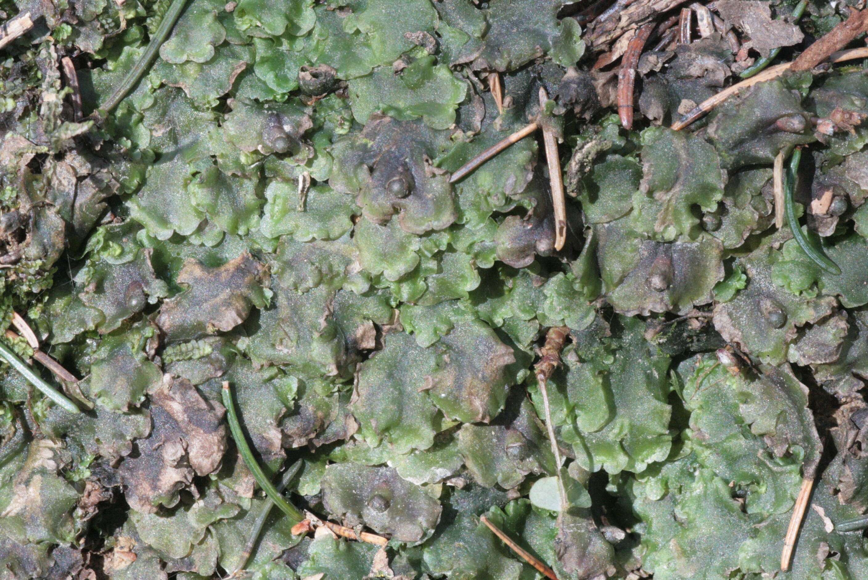 Image of overleaf pellia