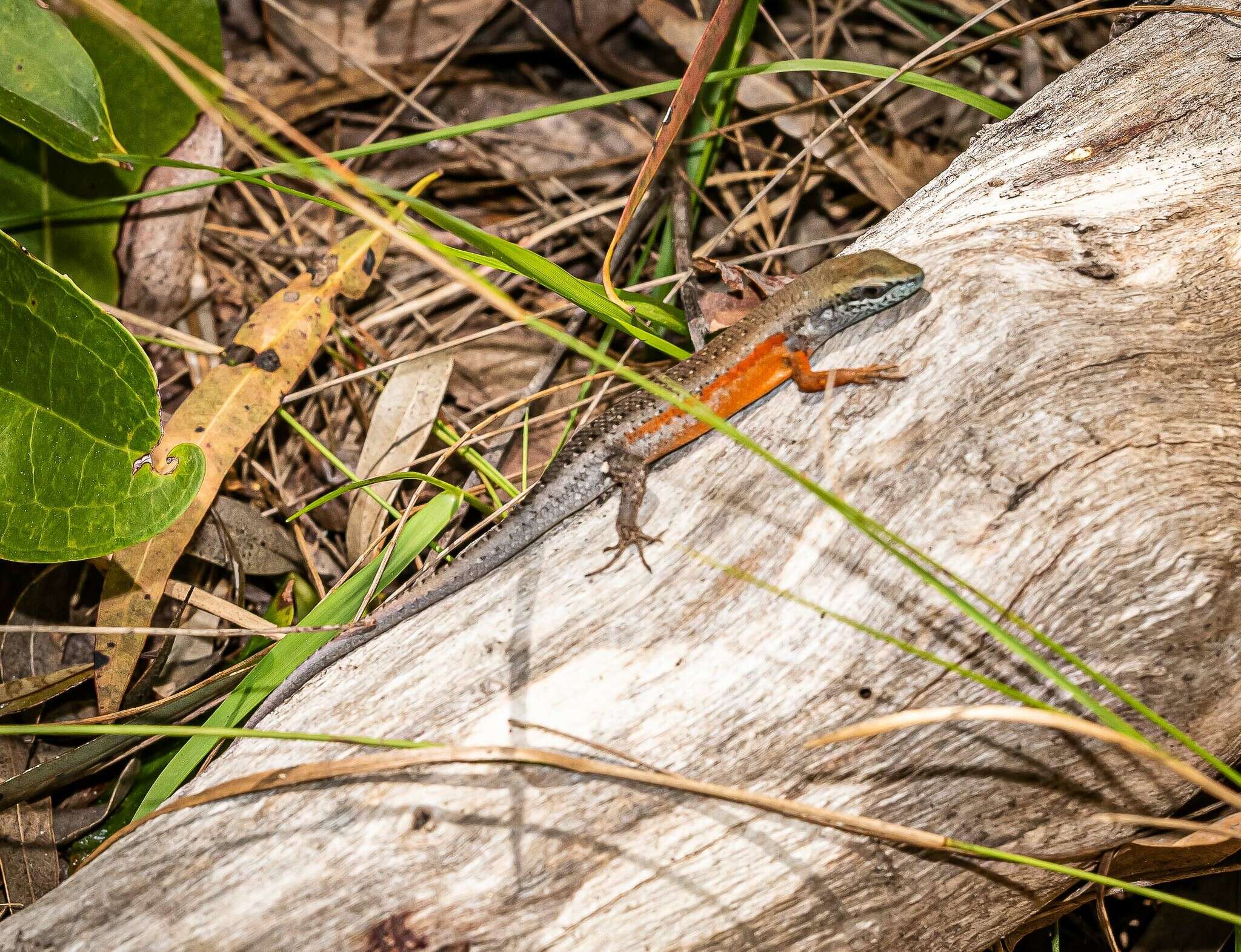 Image of Open-litter Rainbow-skink