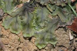 Image of overleaf pellia