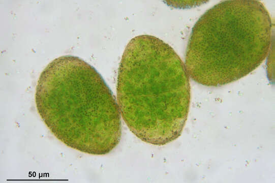 Image of overleaf pellia